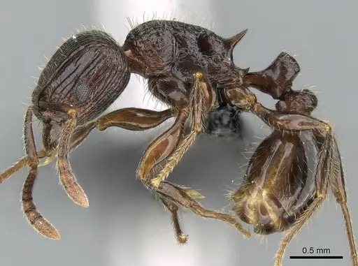 Tetramorium bressleri specimen CASENT0035677 image casent0035677_3