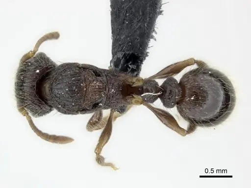 Tetramorium bressleri specimen CASENT0050040 image casent0050040_1