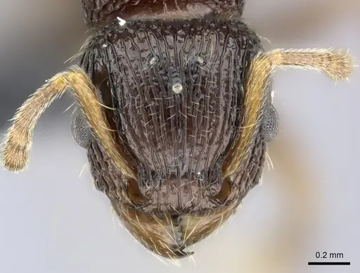 Tetramorium bressleri specimen CASENT0050040 image casent0050040_2