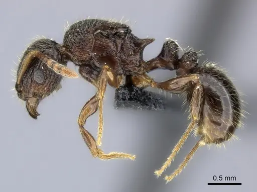 Tetramorium bressleri specimen CASENT0050040 image casent0050040_3