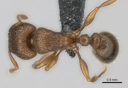 Tetramorium bressleri specimen CASENT0055196 image casent0055196_1