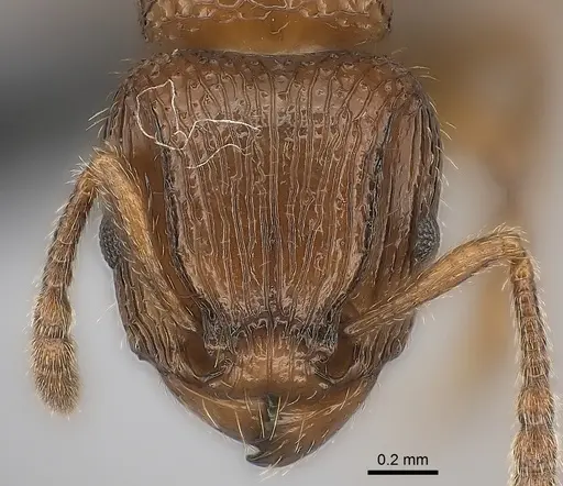 Tetramorium bressleri specimen CASENT0055196 image casent0055196_2