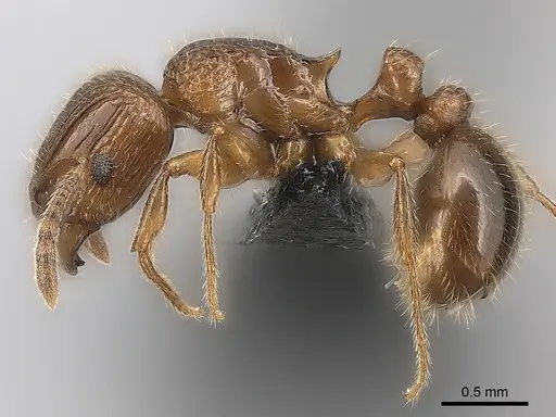 Tetramorium bressleri specimen CASENT0055196 image casent0055196_3