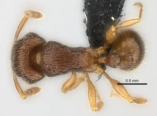 Tetramorium bressleri specimen CASENT0476510 image casent0476510_1