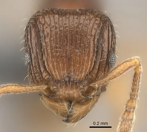 Tetramorium bressleri specimen CASENT0476510 image casent0476510_2