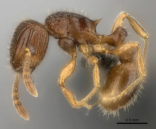 Tetramorium bressleri specimen CASENT0476510 image casent0476510_3
