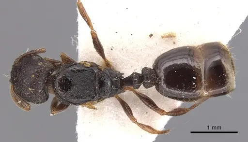 Tetramorium brevicorne specimen CASENT0904817 image casent0904817_1