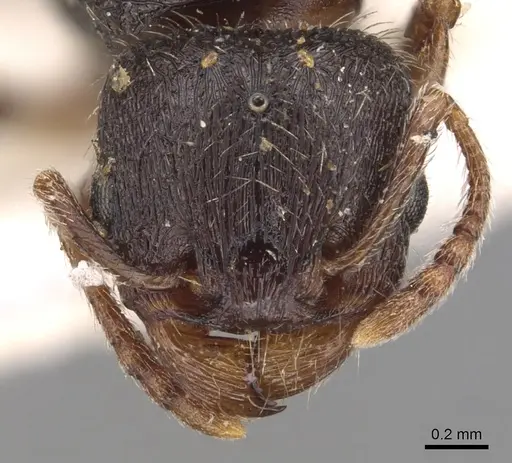 Tetramorium brevicorne specimen CASENT0904817 image casent0904817_2