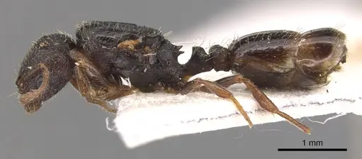 Tetramorium brevicorne specimen CASENT0904817 image casent0904817_3