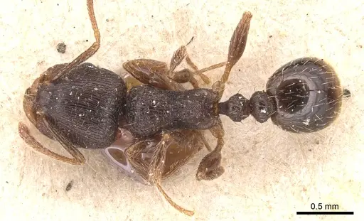 Tetramorium brevicorne specimen CASENT0904818 image casent0904818_1