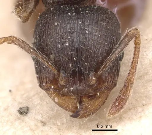 Tetramorium brevicorne specimen CASENT0904818 image casent0904818_2