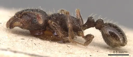 Tetramorium brevicorne specimen CASENT0904818 image casent0904818_3