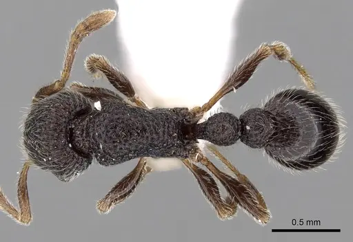 Tetramorium brevidentatum specimen CASENT0280876 image casent0280876_1