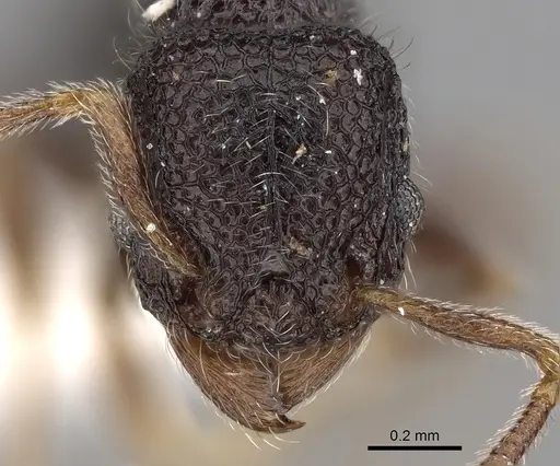 Tetramorium brevidentatum specimen CASENT0280876 image casent0280876_2