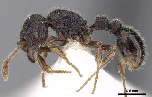 Tetramorium brevidentatum specimen CASENT0280876 image casent0280876_3