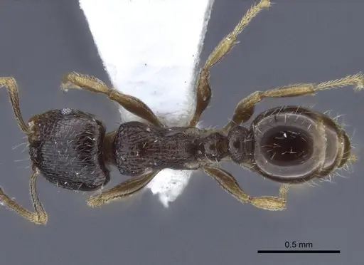 Tetramorium breviscapus specimen CASENT0916687 image casent0916687_1