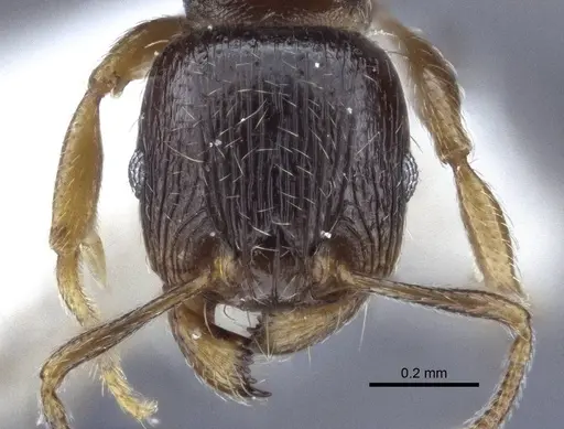 Tetramorium breviscapus specimen CASENT0916687 image casent0916687_2