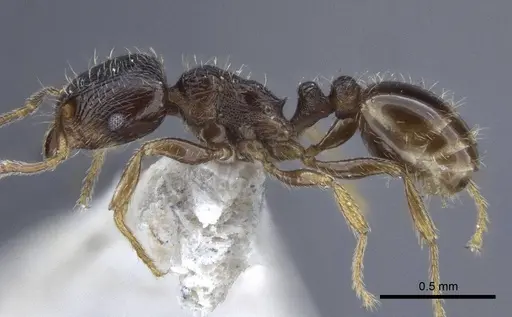 Tetramorium breviscapus specimen CASENT0916687 image casent0916687_3