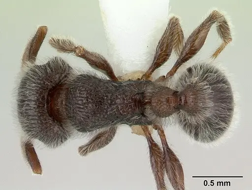 Tetramorium brevispinosum specimen CASENT0178330 image casent0178330_1