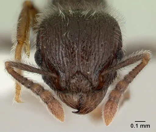 Tetramorium brevispinosum specimen CASENT0178330 image casent0178330_2