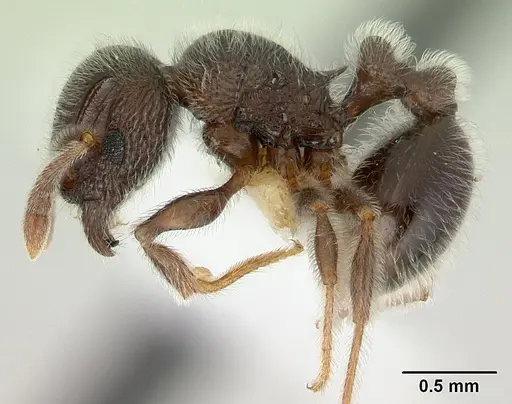 Tetramorium brevispinosum specimen CASENT0178330 image casent0178330_3