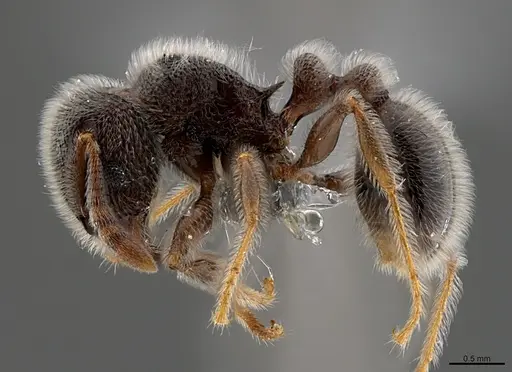 Tetramorium brevispinosum specimen CASENT0367249 image casent0367249_1