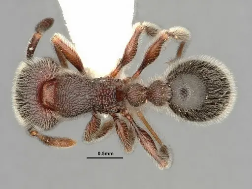 Tetramorium brevispinosum specimen CASENT0884333 image casent0884333_1
