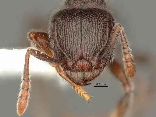 Tetramorium brevispinosum specimen CASENT0884333 image casent0884333_2