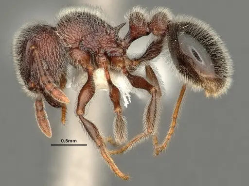 Tetramorium brevispinosum specimen CASENT0884333 image casent0884333_3