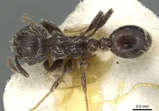 Tetramorium brevispinosum specimen CASENT0915427 image casent0915427_1
