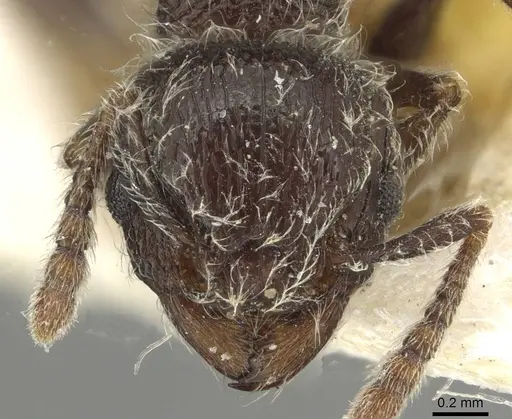 Tetramorium brevispinosum specimen CASENT0915427 image casent0915427_2