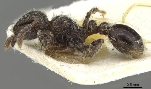 Tetramorium brevispinosum specimen CASENT0915427 image casent0915427_3