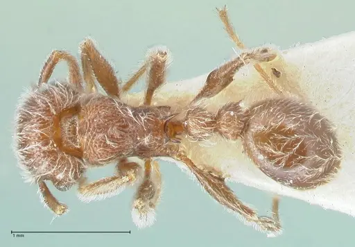 Tetramorium brevispinosum specimen FOCOL2047 image focol2047_1