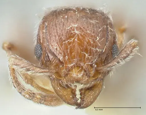 Tetramorium brevispinosum specimen FOCOL2047 image focol2047_2