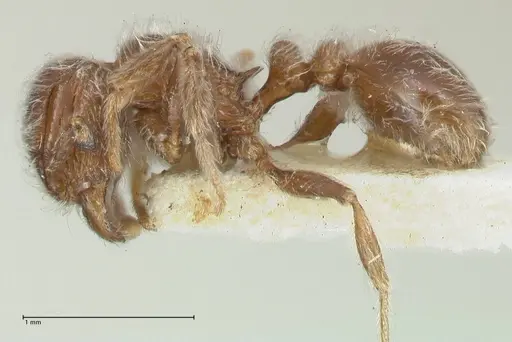 Tetramorium brevispinosum specimen FOCOL2047 image focol2047_3