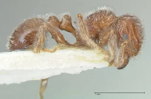 Tetramorium brevispinosum specimen FOCOL2047 image focol2047_4
