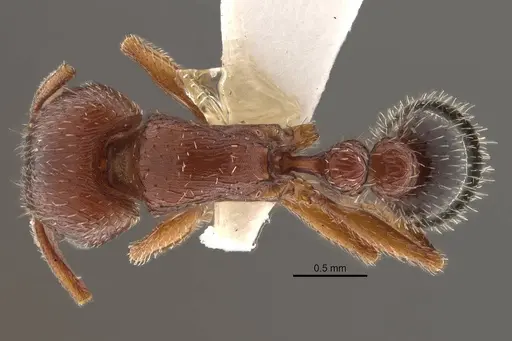 Tetramorium brigitteae specimen SAM-HYM-C027040 image sam-hym-c027040_1