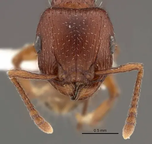 Tetramorium brigitteae specimen SAM-HYM-C027040 image sam-hym-c027040_2