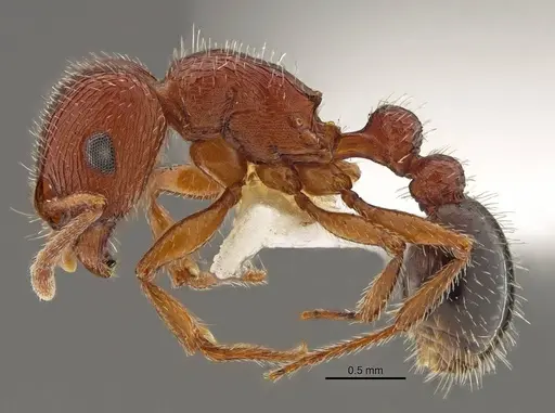Tetramorium brigitteae specimen SAM-HYM-C027040 image sam-hym-c027040_3