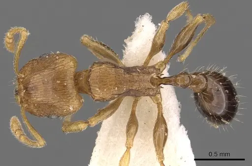 Tetramorium browni specimen CASENT0901208 image casent0901208_1