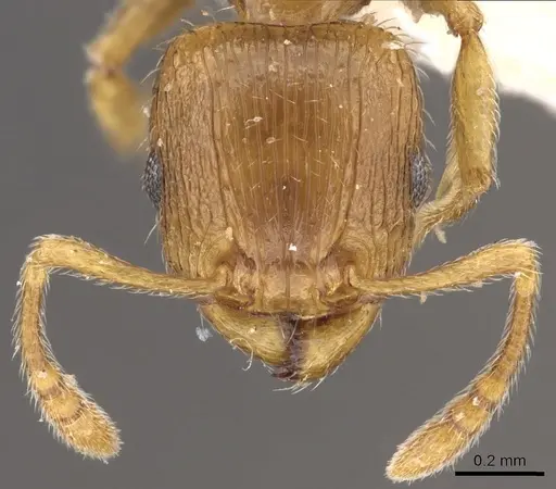 Tetramorium browni specimen CASENT0901208 image casent0901208_2