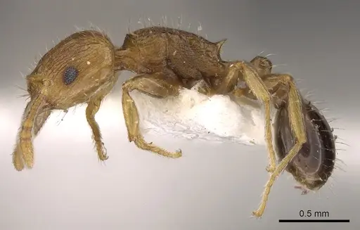 Tetramorium browni specimen CASENT0901208 image casent0901208_3