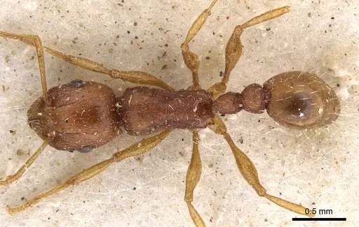 Tetramorium bulawayense specimen CASENT0901250 image casent0901250_1