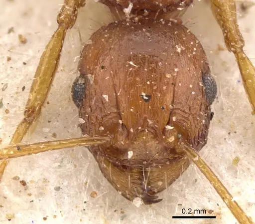 Tetramorium bulawayense specimen CASENT0901250 image casent0901250_2