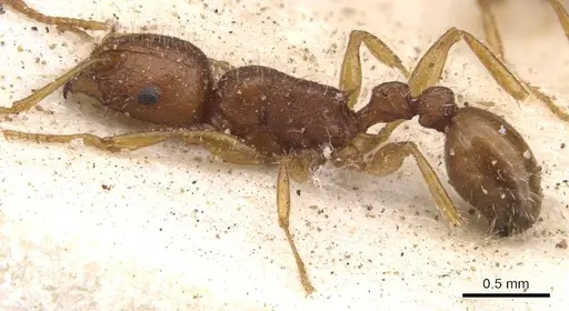 Tetramorium bulawayense specimen CASENT0901250 image casent0901250_3