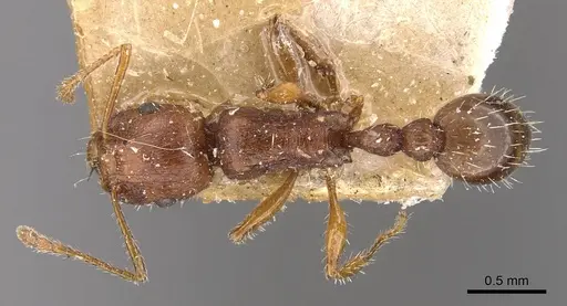 Tetramorium bulawayense specimen CASENT0909125 image casent0909125_1