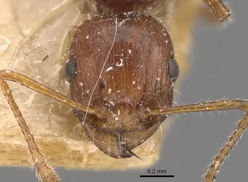 Tetramorium bulawayense specimen CASENT0909125 image casent0909125_2
