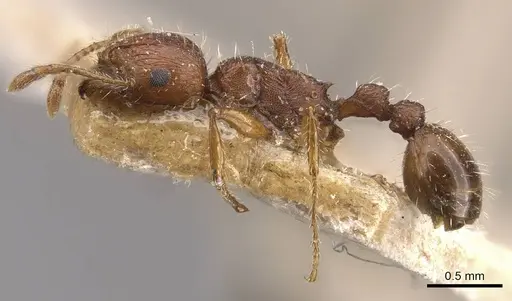 Tetramorium bulawayense specimen CASENT0909125 image casent0909125_3