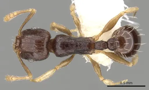 Tetramorium buthrum specimen CASENT0280864 image casent0280864_1
