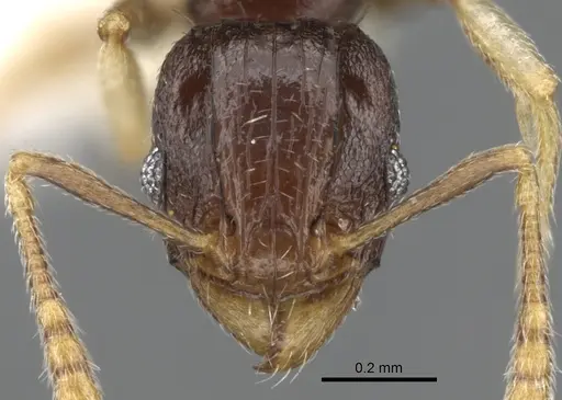Tetramorium buthrum specimen CASENT0280864 image casent0280864_2